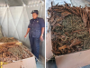 Police Captures and Arrests Woman with 100kg of Marijuana Disguised as Tobacco Police Captures and Arrests Woman with 100kg of Marijuana Disguised as Tobacco