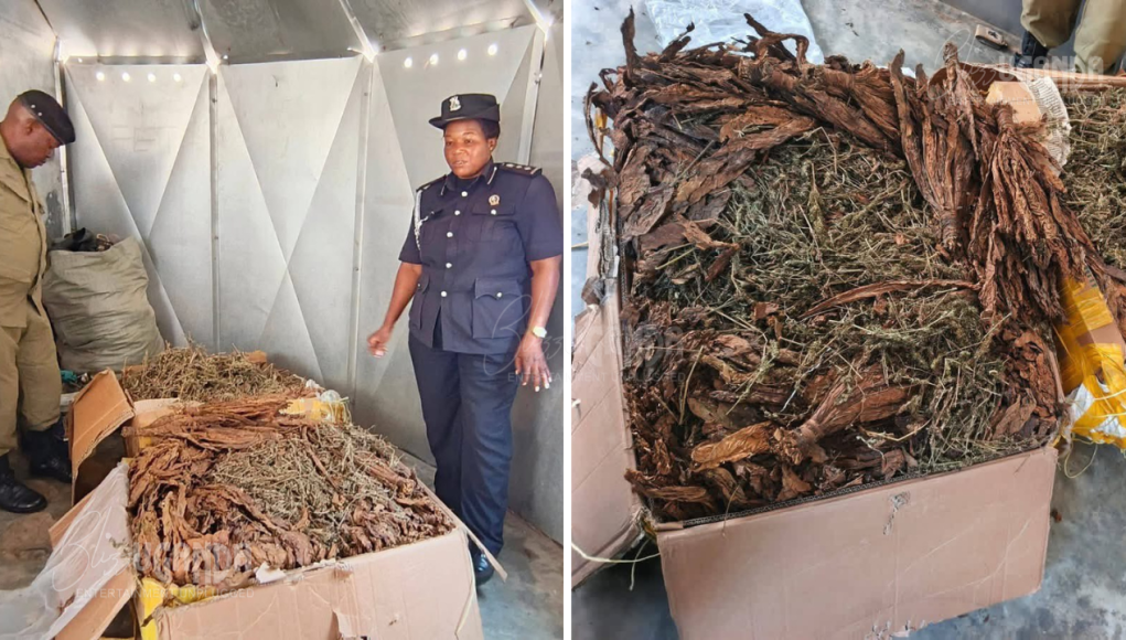 Police Captures and Arrests Woman with 100kg of Marijuana Disguised as Tobacco