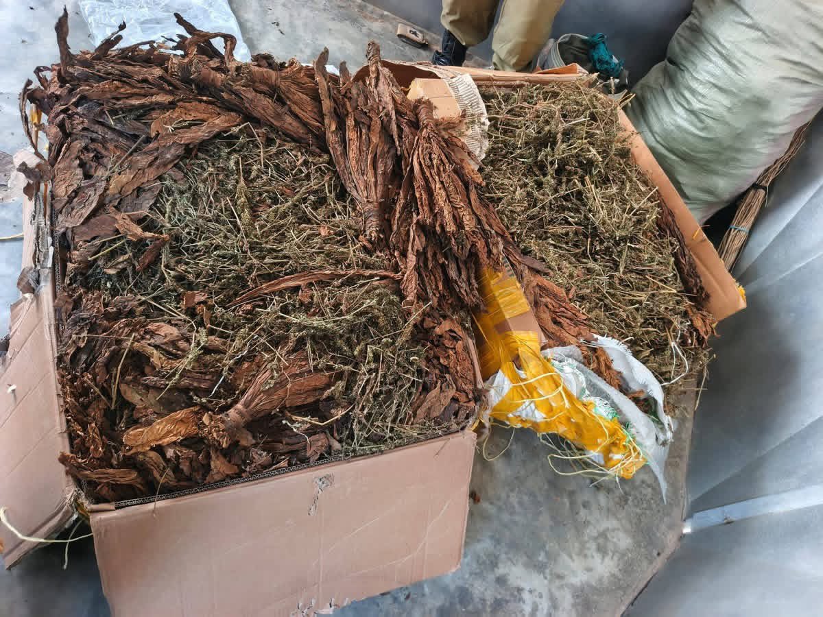Arua Police Seize 100kg of Marijuana Disguised as Tobacco
