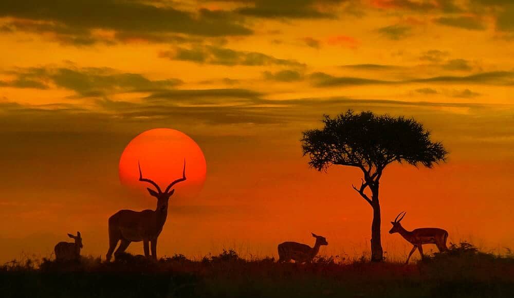 Kruger National Park. Most Visited African Countries