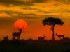 Top 10 Most Visited African Countries in 2026 (Ranked by Tourist Arrivals) Kruger National Park. Most Visited African Countries
