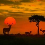 Kruger National Park. Most Visited African Countries