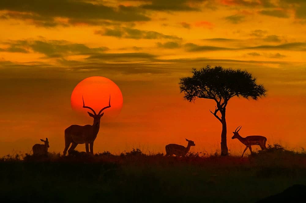 Kruger National Park. Most Visited African Countries
