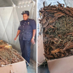 Police Captures and Arrests Woman with 100kg of Marijuana Disguised as Tobacco