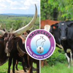 NAGRC&DB, Ankole cattle, Ankole Longhorn, Nshaara Conservation Ranch, dairy farming Uganda, livestock breeding Uganda,