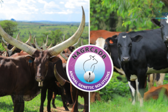 NAGRC&DB, Ankole cattle, Ankole Longhorn, Nshaara Conservation Ranch, dairy farming Uganda, livestock breeding Uganda,
