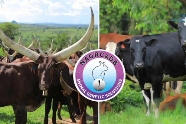 NAGRC&DB, Ankole cattle, Ankole Longhorn, Nshaara Conservation Ranch, dairy farming Uganda, livestock breeding Uganda,