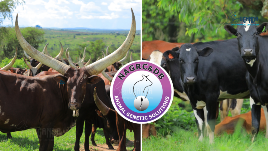 NAGRC&DB, Ankole cattle, Ankole Longhorn, Nshaara Conservation Ranch, dairy farming Uganda, livestock breeding Uganda,